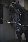 HHB2-10-13-12-0498-Frodo-DDeRosaPhoto