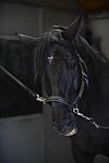HHB2-10-13-12-0499-Frodo-DDeRosaPhoto