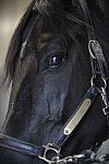 HHB2-10-13-12-0501-Frodo-DDeRosaPhoto