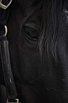 HHB2-10-13-12-0503-Frodo-DDeRosaPhoto