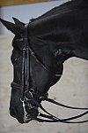 HHB2-10-13-12-0728-Frodo-DDeRosaPhoto