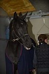HHB2-10-13-12-0813-Frodo-MarianNilsen-DDeRosaPhoto