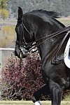 HHB2-10-14-12-1416-Frodo-MarianNilsen-DDeRosaPhoto