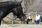 HHB2-10-14-12-1435-Frodo-MarianNilsen-KathleenRaine-DDeRosaPhoto