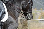 HHB2-10-14-12-1442-Frodo-DDeRosaPhoto
