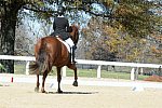 HHB-DressageFinals-11-8-13-0566-DDeRosaPhoto