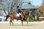 HHB-DressageFinals-11-8-13-0587-DDeRosaPhoto