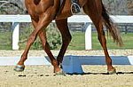 HHB-DressageFinals-11-8-13-0600-DDeRosaPhoto