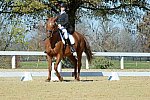 HHB-DressageFinals-11-8-13-0601-DDeRosaPhoto