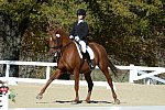 HHB-DressageFinals-11-8-13-0634-DDeRosaPhoto