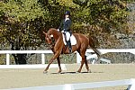 HHB-DressageFinals-11-8-13-0641-DDeRosaPhoto