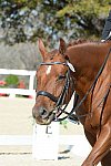 HHB-DressageFinals-11-8-13-0666-DDeRosaPhoto