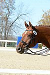 HHB-DressageFinals-11-8-13-0671-DDeRosaPhoto