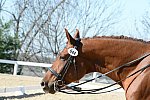 HHB-DressageFinals-11-8-13-0672-DDeRosaPhoto