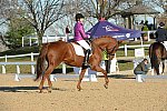 HHB-DressageFinals-11-9-13-2181-DDeRosaPhoto