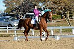 HHB-DressageFinals-11-9-13-2183-DDeRosaPhoto