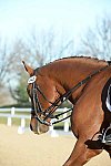 HHB-DressageFinals-11-9-13-2197-DDeRosaPhoto