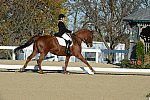 HHB-DressageFinals-11-9-13-2353-DDeRosaPhoto