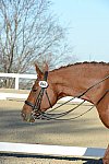 HHB-DressageFinals-11-9-13-2404-DDeRosaPhoto