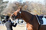 HHB-DressageFinals-11-9-13-2421-DDeRosaPhoto