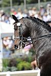 DSEL-62808-424-SteffenPeters-Ravel-DeRosaPhoto