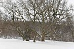 31 Fort Hill-12-17-2020-Snowstorm--0072-DDeRosaPhoto