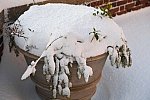 31 Fort Hill-12-17-2020-Snowstorm--0309-DDeRosaPhoto