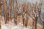31 Fort Hill-12-17-2020-Snowstorm--0330-DDeRosaPhoto