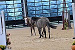 MUSTANG-10-11-21-5459-DDeRosaPhoto