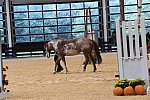 MUSTANG-10-11-21-5460-DDeRosaPhoto