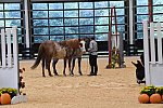 MUSTANG-10-11-21-5463-DDeRosaPhoto