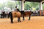 MUSTANG-10-11-21-5464-DDeRosaPhoto