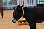 MUSTANG-10-11-21-5474-DDeRosaPhoto