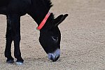 MUSTANG-10-11-21-5478-DDeRosaPhoto