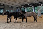 MUSTANG-10-11-21-5485-DDeRosaPhoto