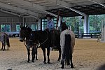 MUSTANG-10-11-21-5486-DDeRosaPhoto