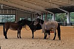 MUSTANG-10-11-21-5488-DDeRosaPhoto