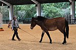 MUSTANG-10-11-21-5517-DDeRosaPhoto