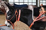 MUSTANG-10-12-21-5569-DDeRosaPhoto