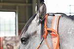 MUSTANG-10-12-21-5593-DDeRosaPhoto
