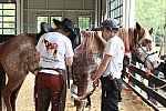 MUSTANG-10-12-21-5602-DDeRosaPhoto