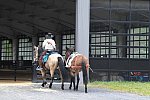 MUSTANG-10-12-21-5618-DDeRosaPhoto