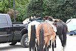 MUSTANG-10-12-21-5627-DDeRosaPhoto