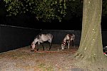 MUSTANG-10-12-21-5717-DDeRosaPhoto