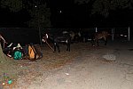 MUSTANG-10-12-21-5718-DDeRosaPhoto