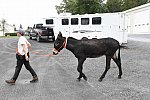 MUSTANG-10-13-21-5734-DDeRosaPhoto