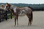 MUSTANG-HANNAH DEMO-10-15-21-3023-DDeRosaPhoto