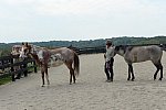 MUSTANG-HANNAH DEMO-10-15-21-3025-DDeRosaPhoto