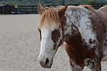 MUSTANG-HANNAH DEMO-10-15-21-3029-DDeRosaPhoto