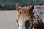 MUSTANG-HANNAH DEMO-10-15-21-3030-DDeRosaPhoto